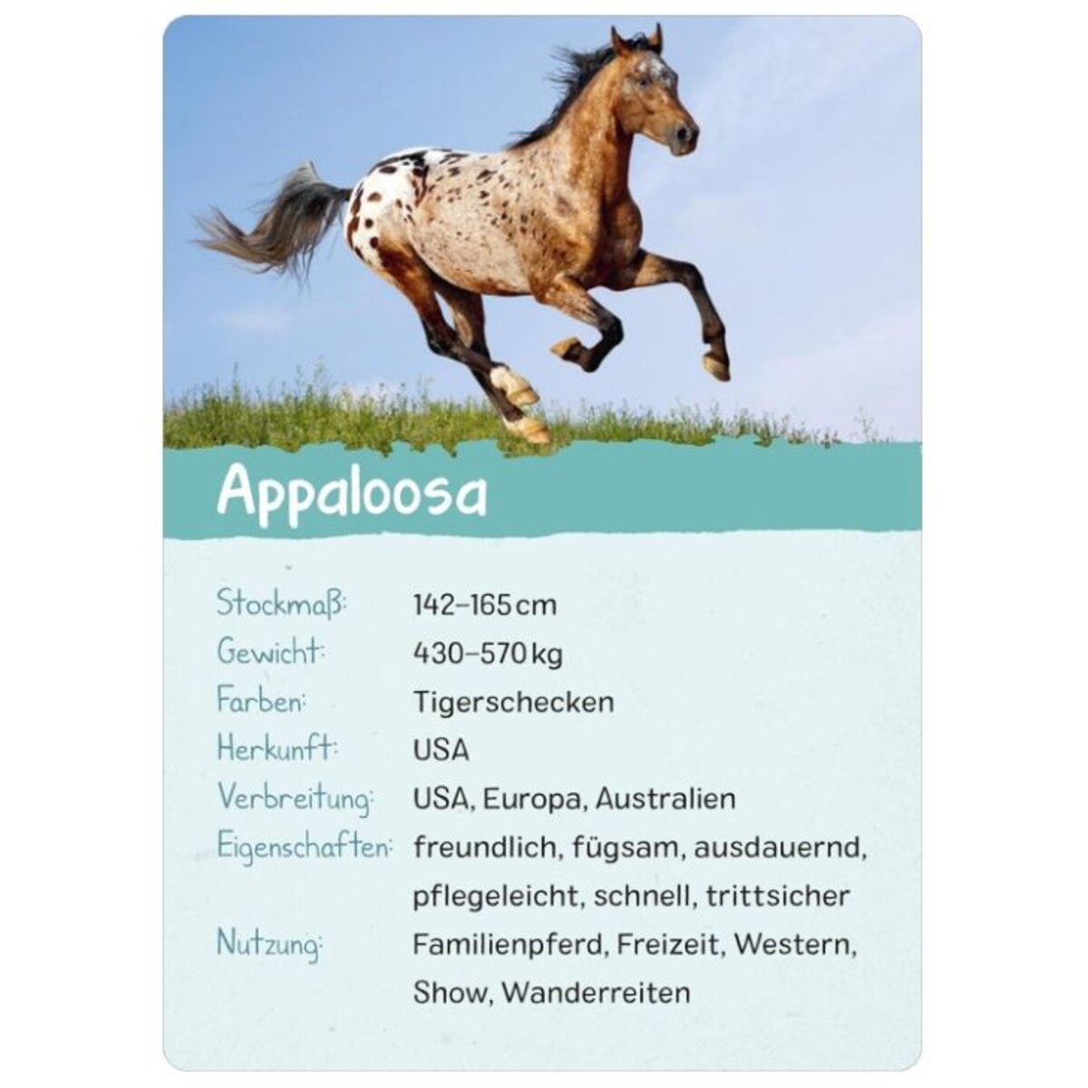 ars Edition Naturforscher-Kids – Pferde & Ponys