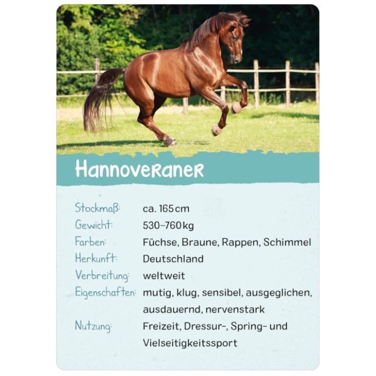 ars Edition Naturforscher-Kids – Pferde & Ponys