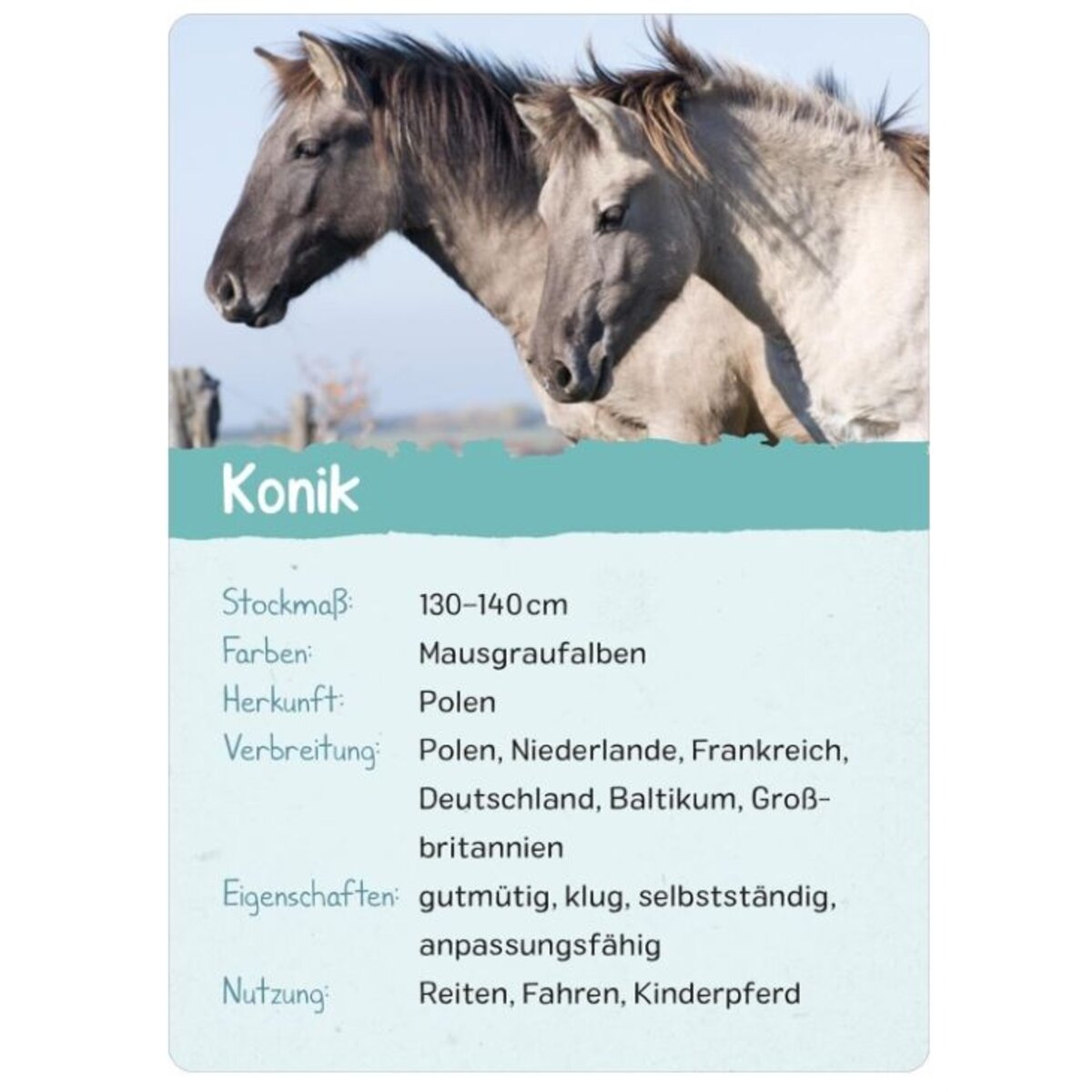 ars Edition Naturforscher-Kids – Pferde & Ponys