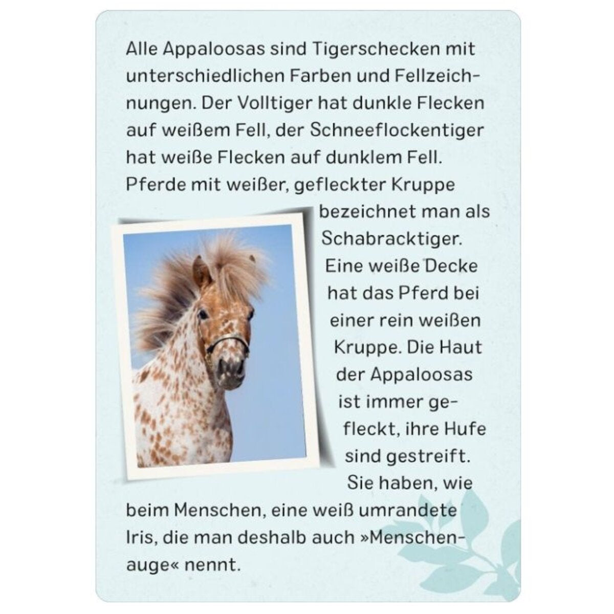 ars Edition Naturforscher-Kids – Pferde & Ponys