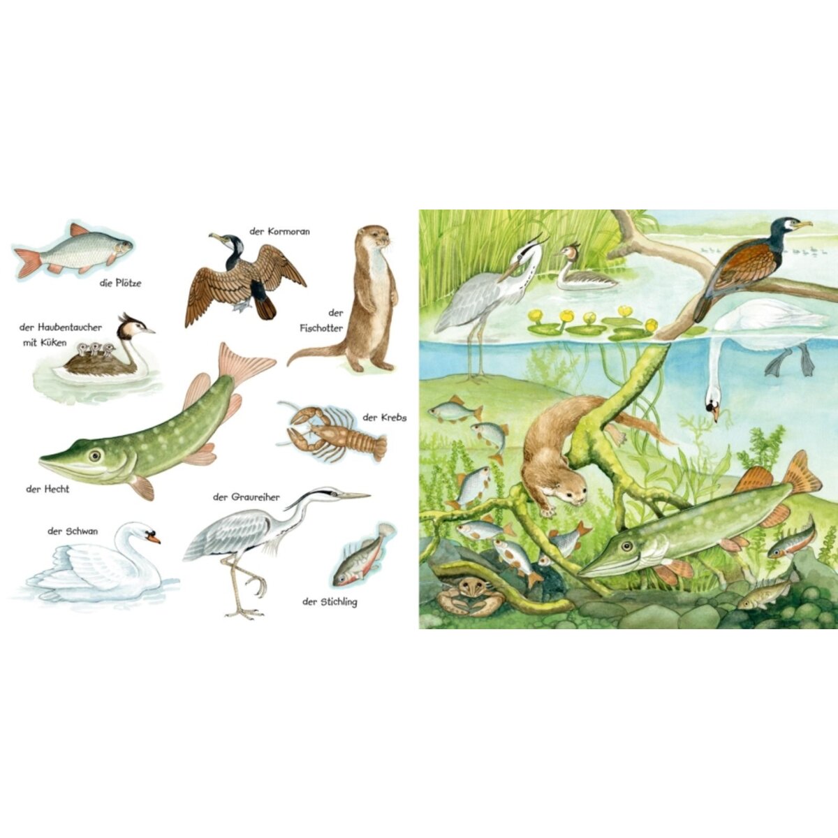 Carlsen Mein kleines buntes Bildwörterbuch: Tiere im und am Wasser