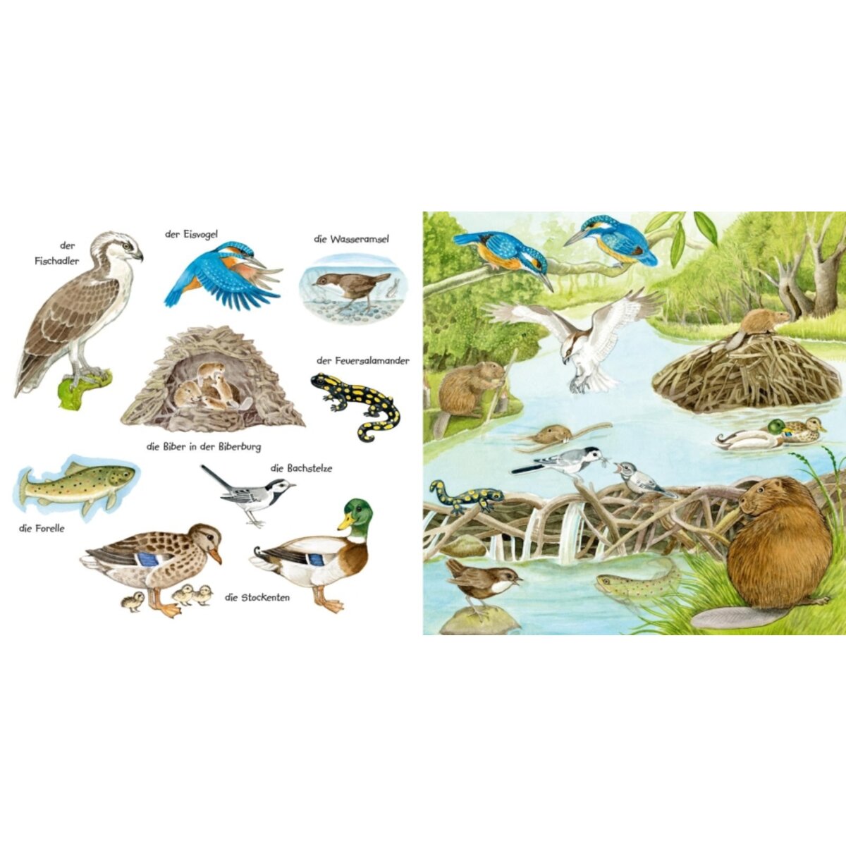 Carlsen Mein kleines buntes Bildwörterbuch: Tiere im und am Wasser