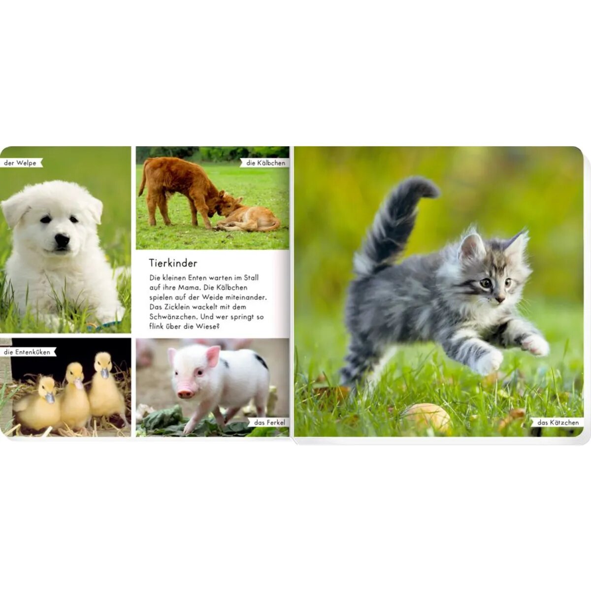 coppenrath-verlag-meine-liebsten-tiere-BF00426A5.jpg