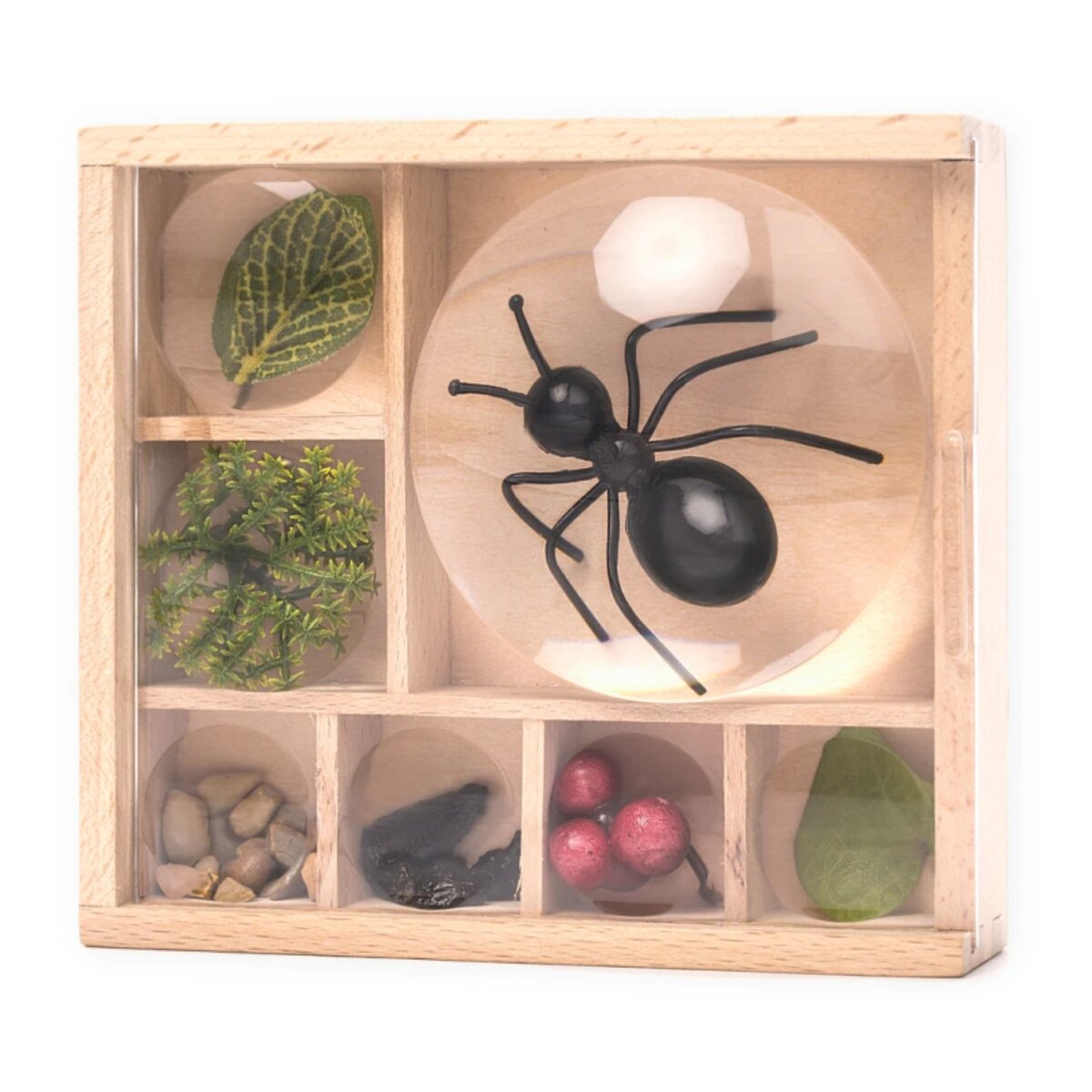 KIKKERLAND Huckleberry Mein kleines Museum Naturkunde