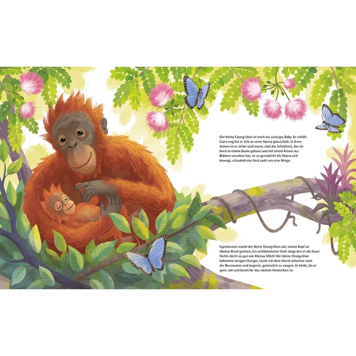 Magellan Verlag Der kleine Orang-Utan - Zu Hause im Regenwald