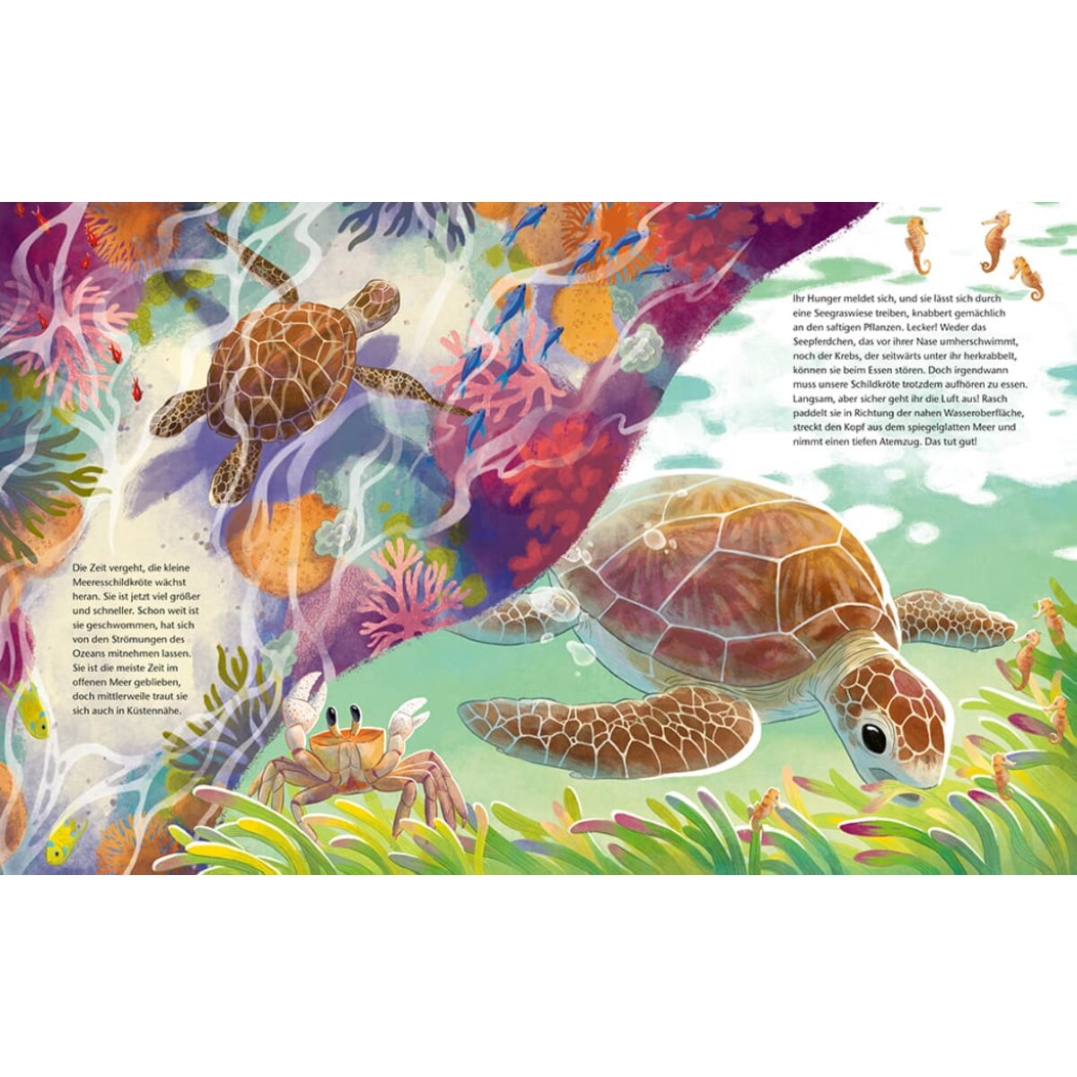 magellan-verlag-die-kleine-schildkroete-CE52A9D52.jpg