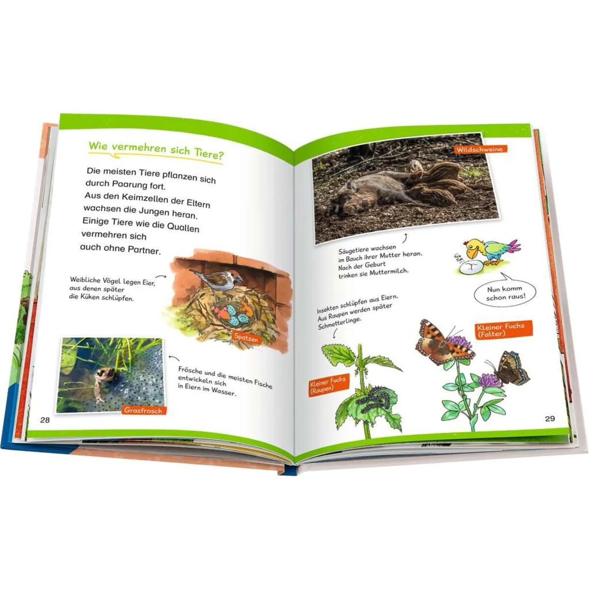 Ravensburger Wieso? Weshalb? Warum? Erstleser, Band 10:  In der Natur