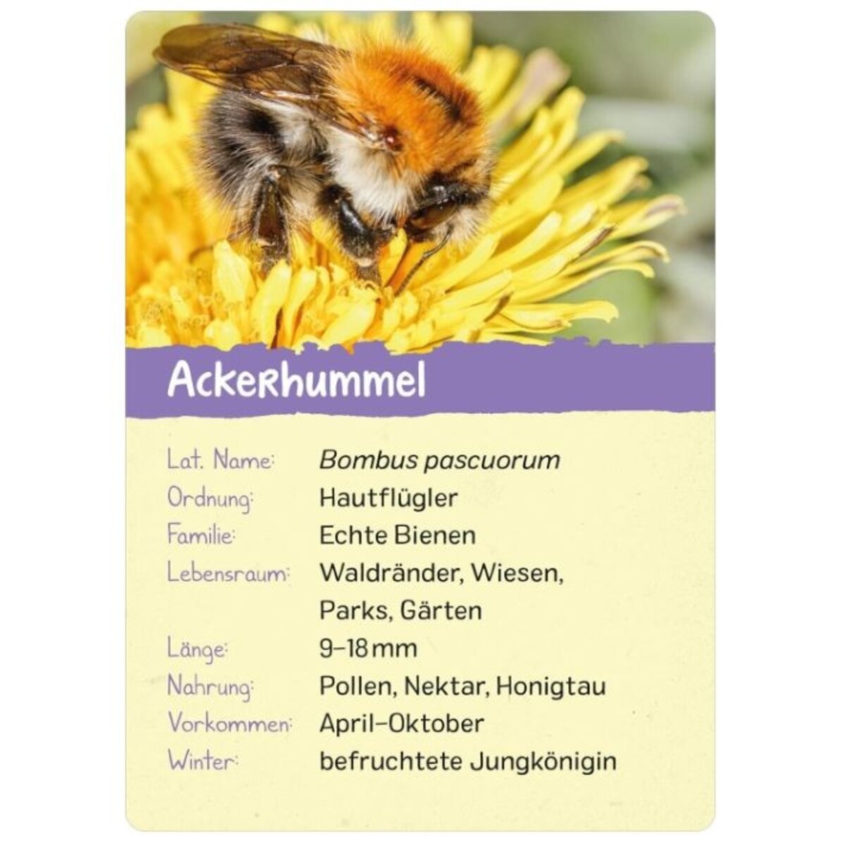 ars-edition-naturforscher-kids--2CEAA0492.jpg