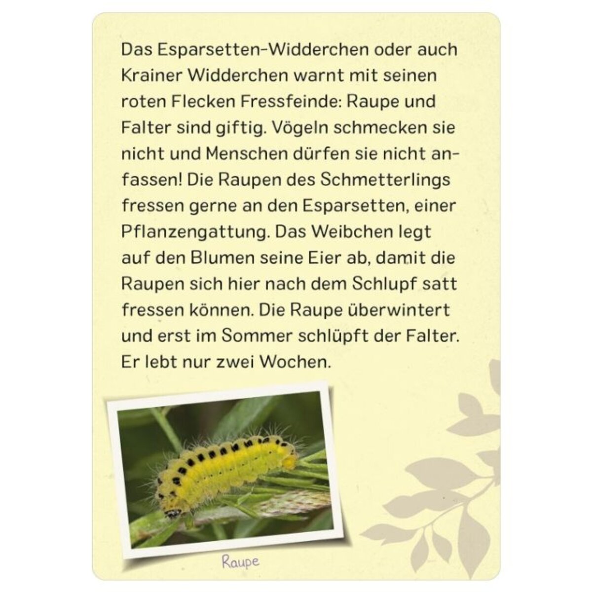 ars-edition-naturforscher-kids--2CEAA0495.jpg