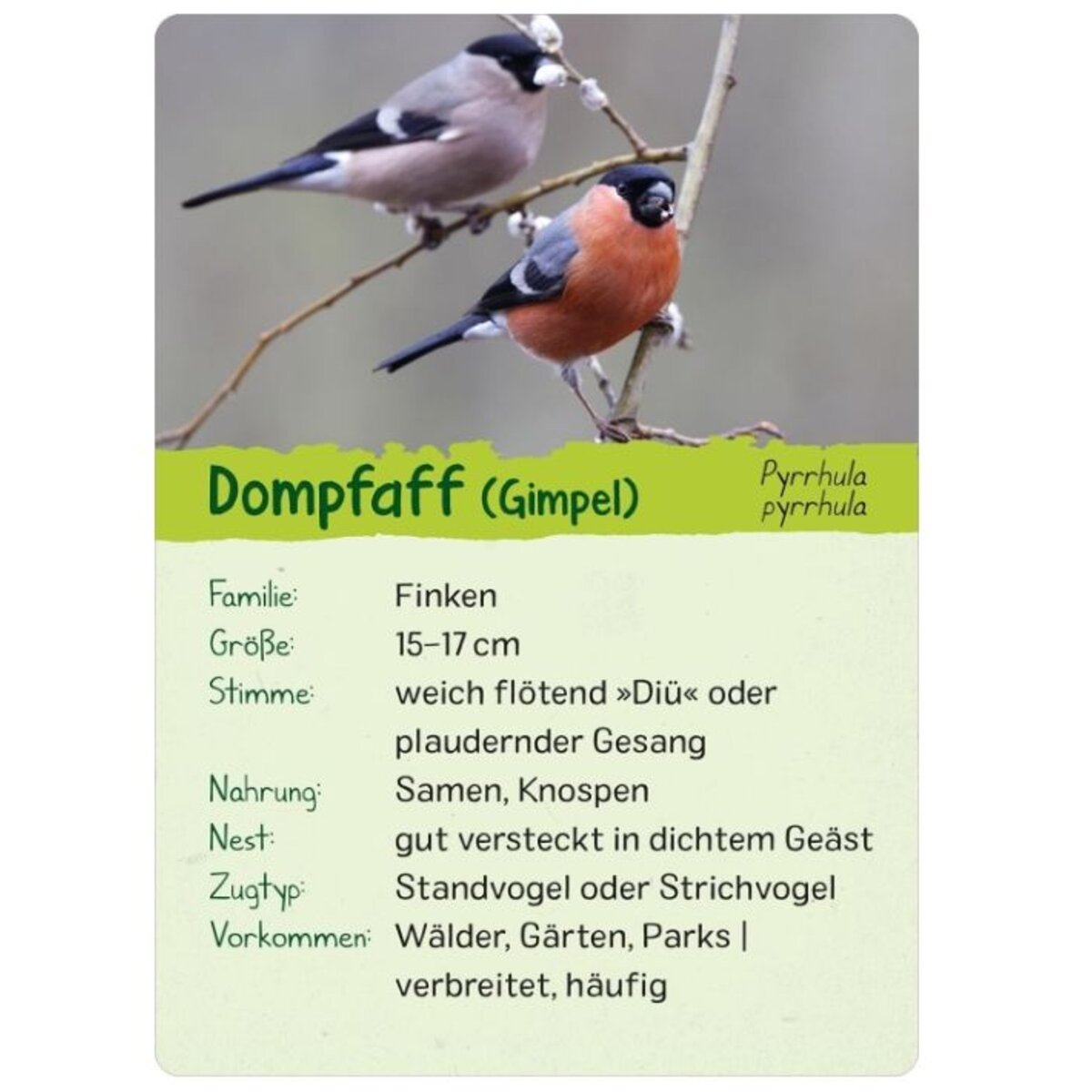 ars-edition-naturforscher-kids-voegel-2CEA090C2.jpg