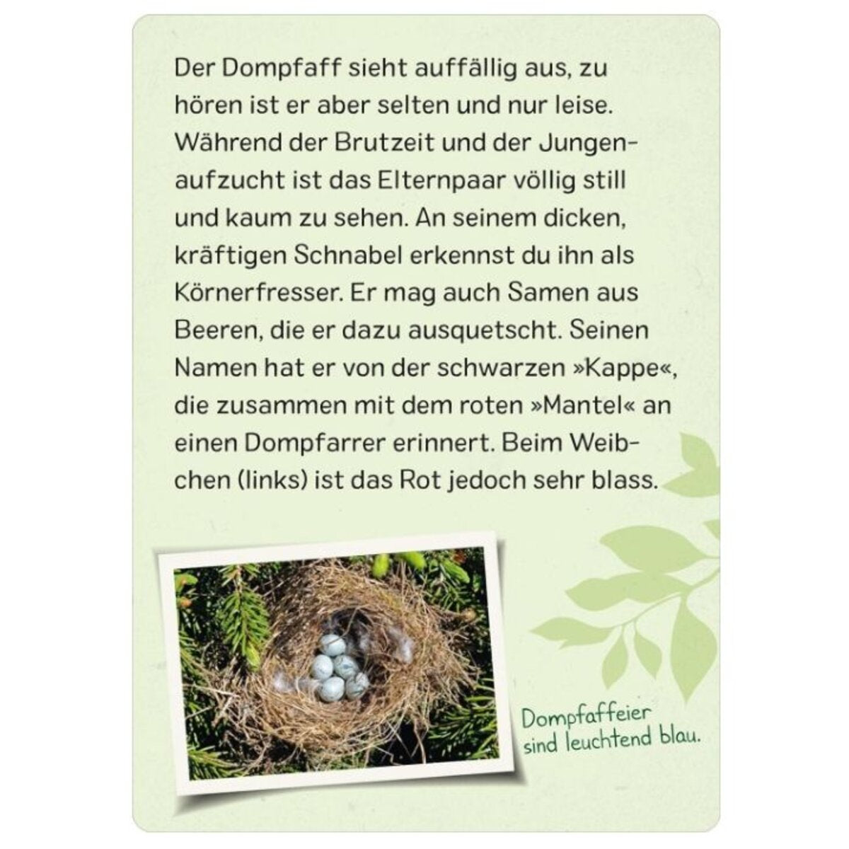 ars-edition-naturforscher-kids-voegel-2CEA090C3.jpg
