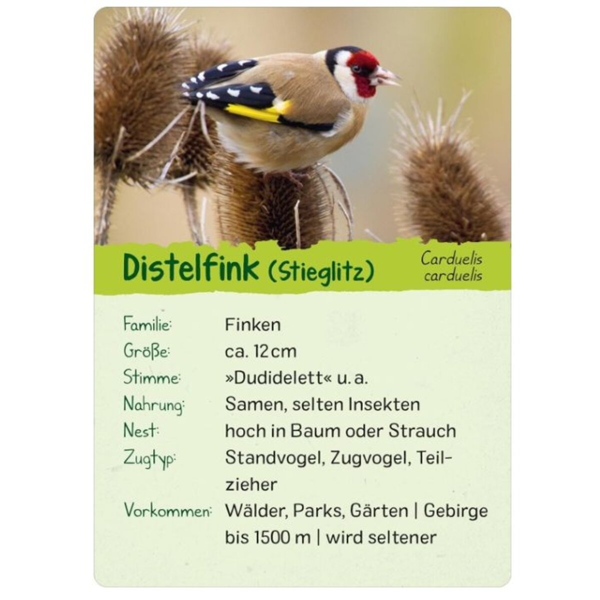 ars-edition-naturforscher-kids-voegel-2CEA090C4.jpg
