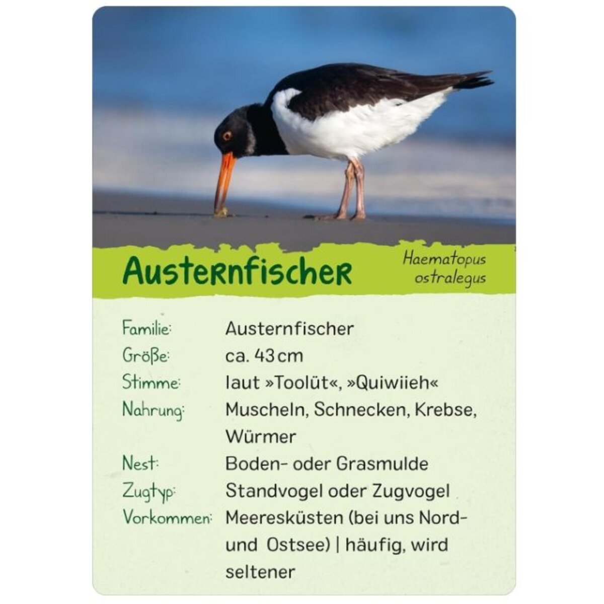 ars-edition-naturforscher-kids-voegel-2CEA090C5.jpg