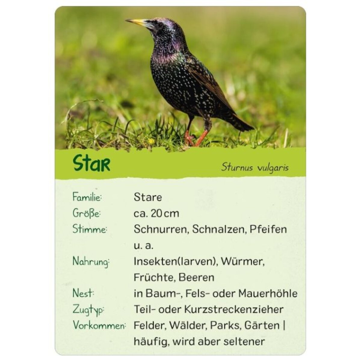 ars-edition-naturforscher-kids-voegel-2CEA090C6.jpg