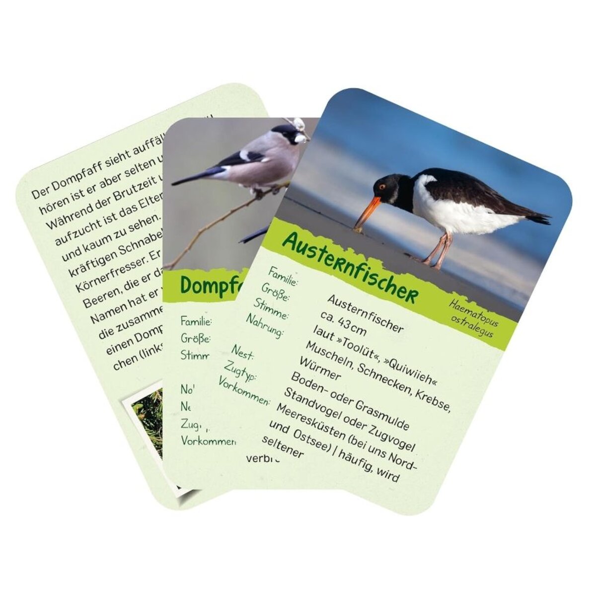 ars-edition-naturforscher-kids-voegel-2CEA090C7.jpg