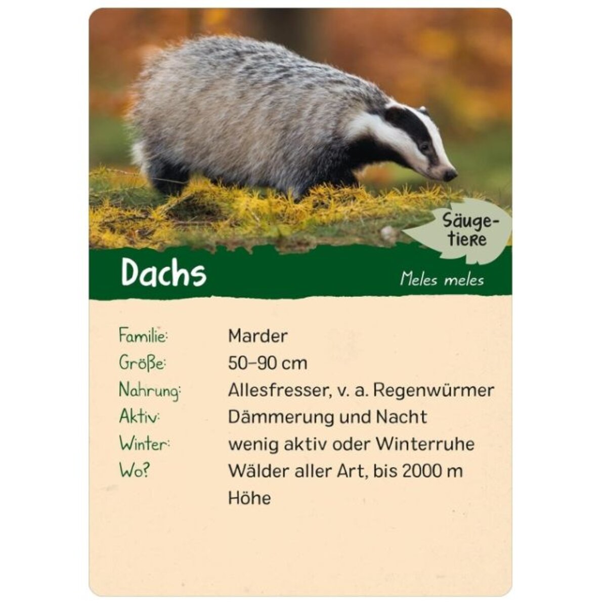 ars-edition-naturforscher-kids-wald-2CEADF822.jpg