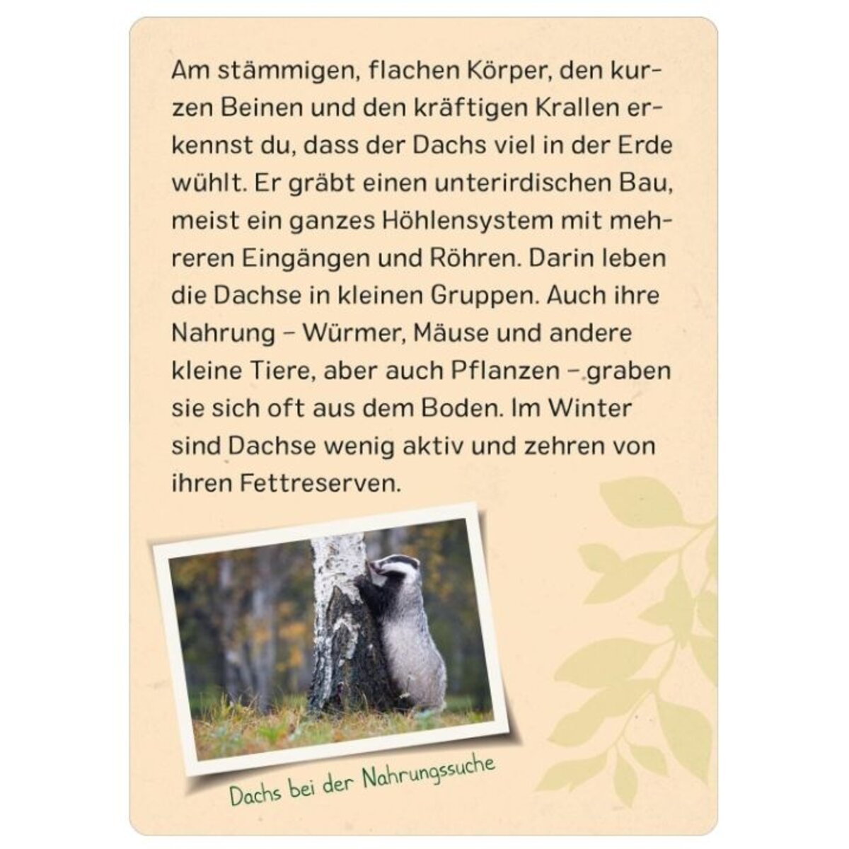 ars-edition-naturforscher-kids-wald-2CEADF823.jpg