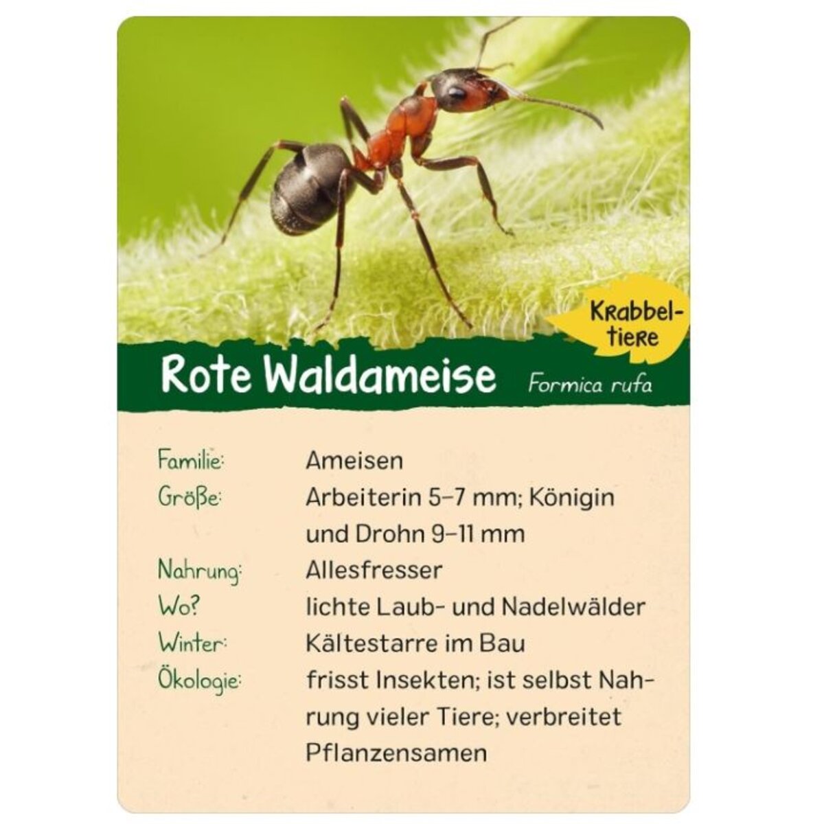 ars-edition-naturforscher-kids-wald-2CEADF824.jpg