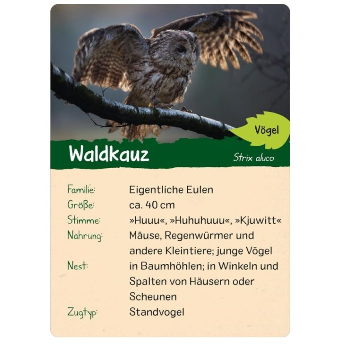 ars-edition-naturforscher-kids-wald-2CEADF825.jpg