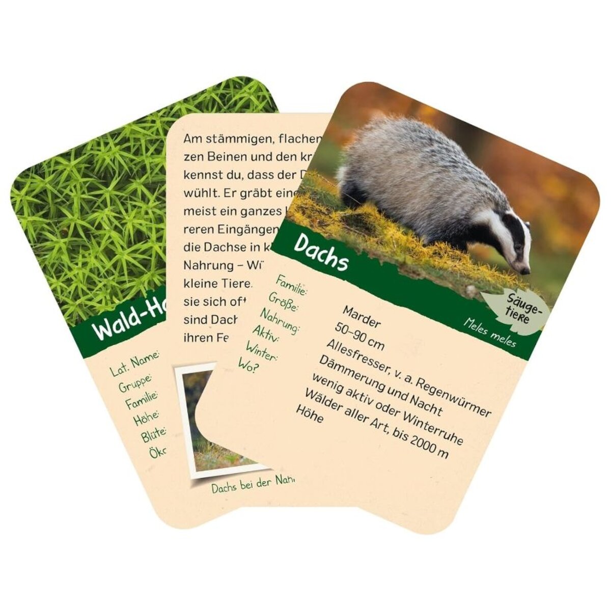 ars-edition-naturforscher-kids-wald-2CEADF826.jpg