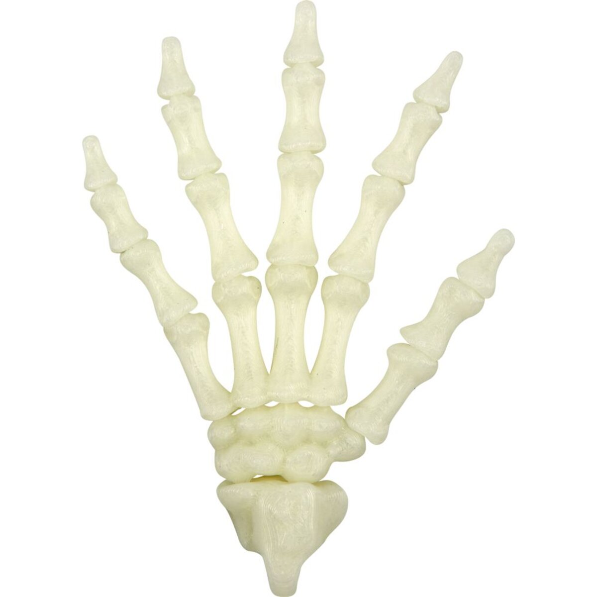 die-spiegelburg-fluoreszierende-skelett-hand-5CB60E371.jpg