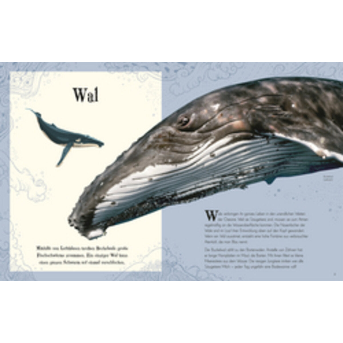 dk-verlag-wundervolle-welt-der-AC71325D4.jpg