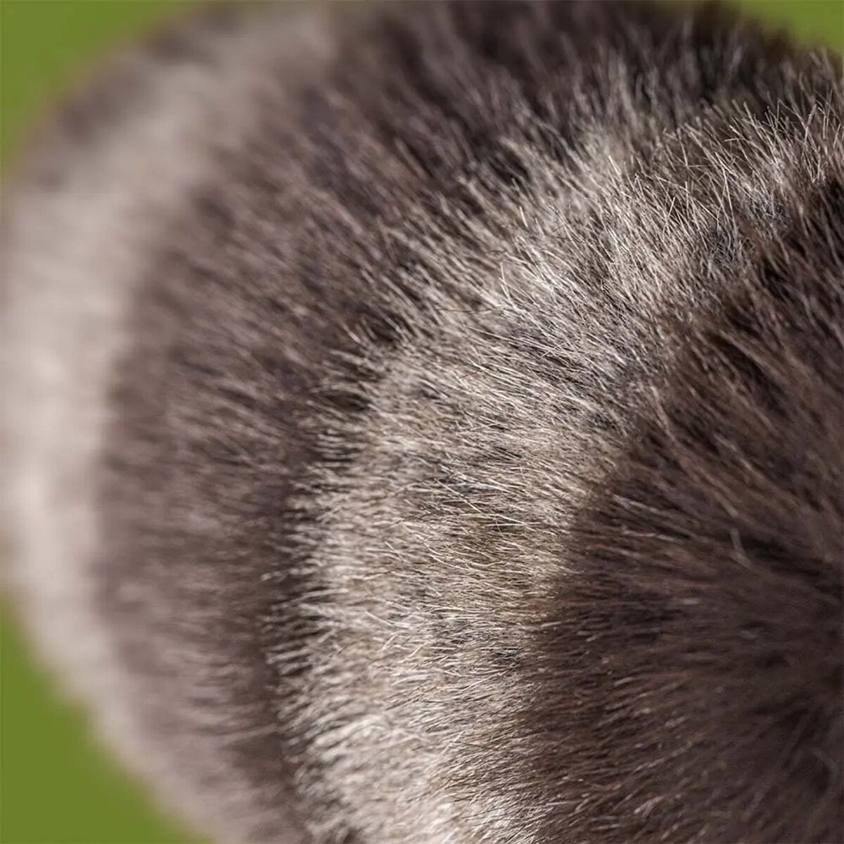 jellycat-kuscheltier-trixiwoo-racoon-51BD0C722.jpg