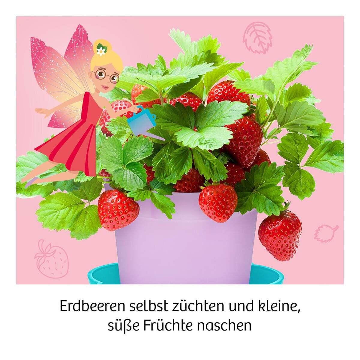 kosmos-feen-erdbeeren-AD98D6F54.jpg