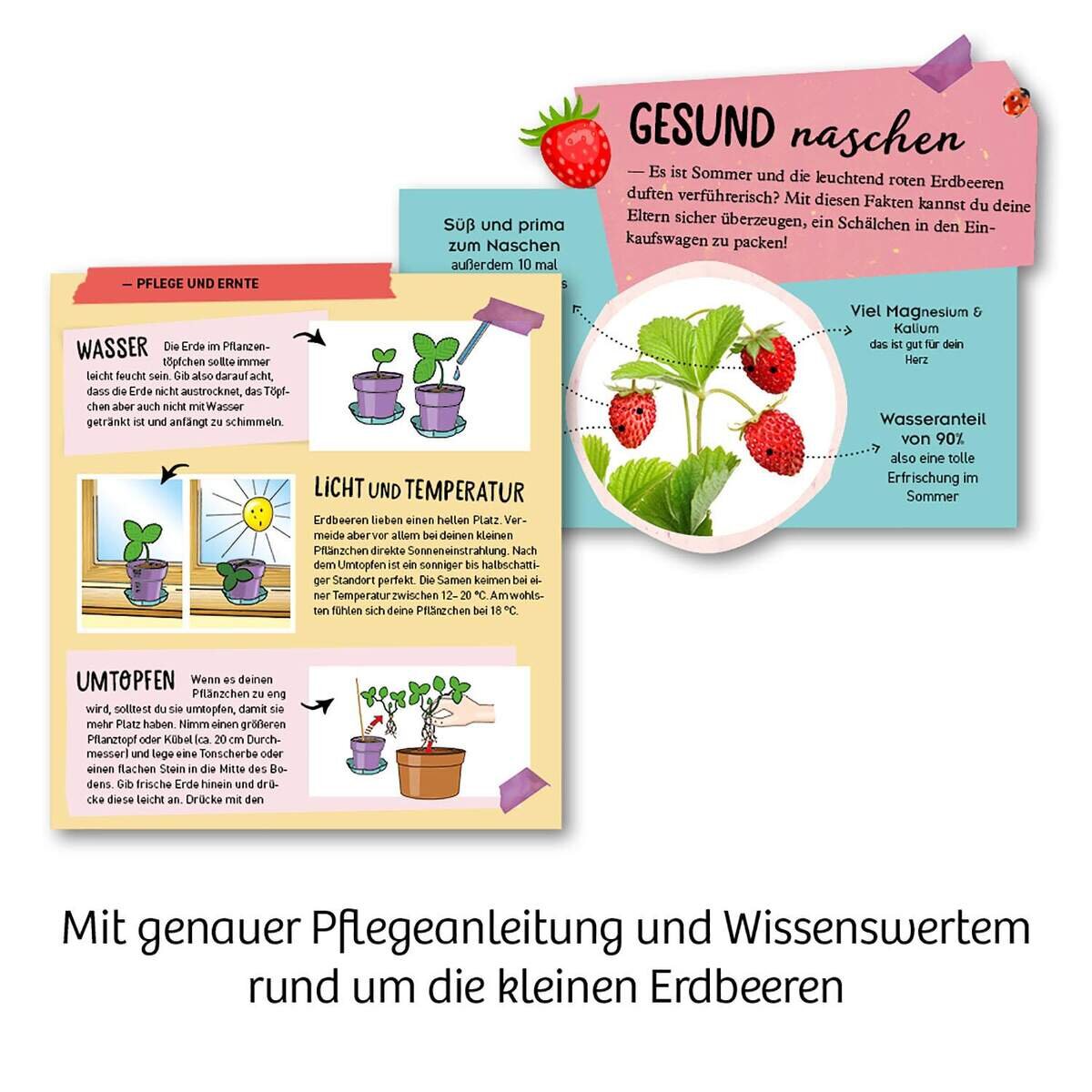 kosmos-feen-erdbeeren-AD98D6F55.jpg