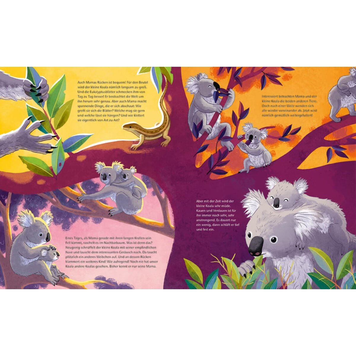 magellan-verlag-der-kleine-koala-E37365293.jpg