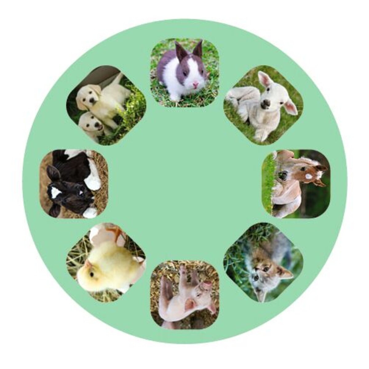 moses. Kleine Diashow Tierbabys